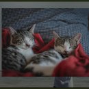 산청금서관광지 이미지