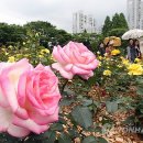 장미꽃길