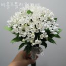 낙성대동-33 | 봉천동꽃집 비올즈플라워카페 가격 위치 영업시간