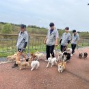 즐거운 애견 이미지