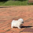 넥서스켄넬 이미지