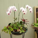 12월 16일의 꽃은 '팔레놉시스 (Moth-orchid)' 이미지