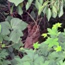 고령목장 이미지