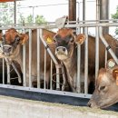 전북특별자치도 축산연구소 이미지