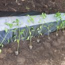 별빛담은마을 이미지