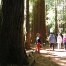 레드우드 이미지