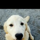 흑돼지한마리 이미지