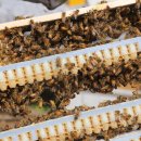 아빠 벌꿀 농장 이미지