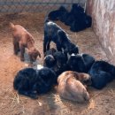 문안산 흑염소 이미지