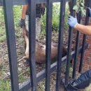 교동멧돼지 이미지