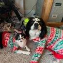 강아지세상 고양이세상 이미지