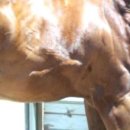 Muscle Attack 이미지