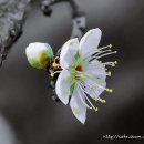 靑梅花의 자태 / The state of green plum blossoms 이미지