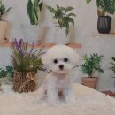 파라다이스펫 살롱 이미지