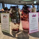 다래하우스펜션 | 아이와 갈만한 실내 이색 데이트 강릉 여행코스 처음처럼 새로 브랜드 체험관 / 담금주 체험, 예약...