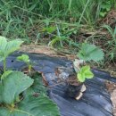 반디별 펜션 이미지