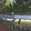 신산 | 2024 신산 도채비 빛 축제 후기,,