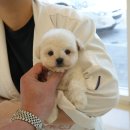 퍼피애견샵 | [안산강아지분양 후기]홍스퍼피 인천 애견샵 실제 방문 상담 후기