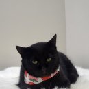 무릎 위의 고양이 무냥 이미지