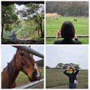 미동목장 | 3월 흐린날 제주 내륙 표선 여행 :: 제주 공항근처 연동 대도식당/ 진품꽈배기-> 성읍녹차마을 -> 숨은...