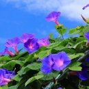 소리나팔꽃 이미지