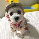 포천 담터금학캠핑장 애견동반 계곡 캠핑장