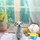 호이펫샵 - 강북구 한천로144길 65 | 호이펫샵