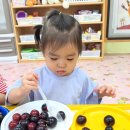 새콤달콤 체리자두 🍒 이미지