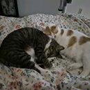 지경희동물병원 이미지