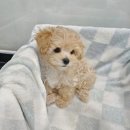 도그마루 강아지고양이 목동점 네이버블로그