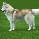 살랑살랑 이미지