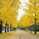 은행나무길 이미지