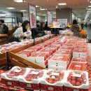 싱싱딸기 이미지