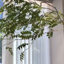 비그로브 비 이미지