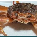 영덕대게 이미지