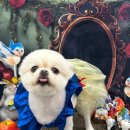 멍멍이까까 이미지