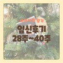 지에스25(GS25) 진안새싹점 | [새싹이 일기] 임신 후기 체력부터 달라지다 (오키나와 태교여행, 갑작스러운 출혈, 청운 철학관에서...