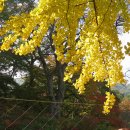 마곡사경내 이미지