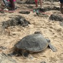거북산당 | 하와이 야생 바다거북 가장 높은 확률로 만나는 곳｜라니아케아 비치 후기
