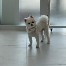 그루밍루나 이미지