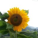 해바라기약국 Daum카페