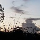 육군 군견훈련소 2군견지원대 | 총 쏘는 시늉하면 죽은 척 네 발의 전우는 훈련 또 훈련