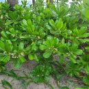 Beach Cabbage(scaevola taccada :바다상추) 이미지