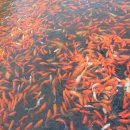 물반고기반 이미지