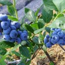 호수와 노을민박 이미지