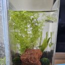 아이엘닷컴 | 난생처음 하는 초보 물생활의 어항 세팅 후기 15큐브에서 자반 어항까지