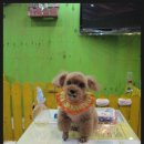 금비펫살롱 이미지