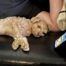 고마웠다펜션 | 서울 근교 양평 :: 오늘하루 고마웠다 펜션, 반려견 동반 내돈내산 후기