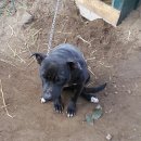 하룻강아지 이미지