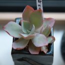 화이트로즈